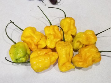 Hot Pepper 'Yellow Scotch Brain Strain Yellow' Seeds (Certified Organic)