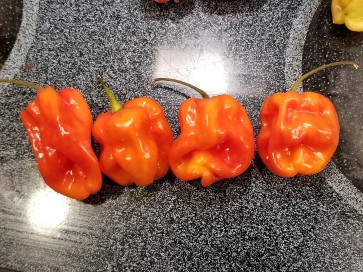 Hot Pepper ‘Aji Chombo' Seeds (Certified Organic)