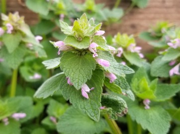 Purple Dead Nettle Seeds (Certified Organic)