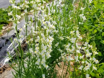 Toadflax 'Northern Lights' Seeds (Certified Organic)