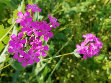 Catchfly/Cottage Pinks/Chimney Pinks Seeds (Certified Organic)