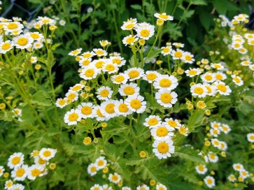 Feverfew