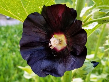 Hollyhock 'Jet Black' AKA 'Nigra' Seeds (Certified Organic)