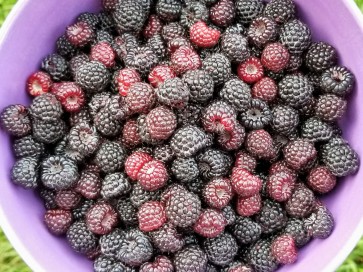 Black Raspberries