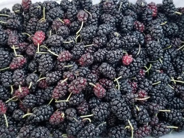 Black Mulberry Seeds (Certified Organic)