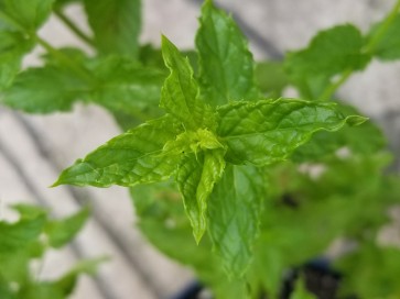 Herb 'Spearmint' Plant (4" Pot)