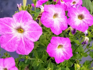 Petunia, Pink and Purple Mix Seeds (Certified Organic)