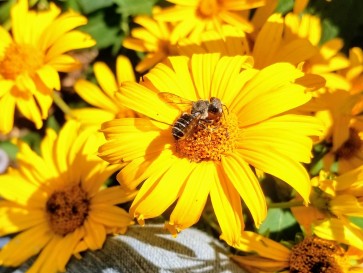 Ox-Eye Sunflower