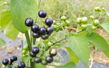 Garden Huckleberry Seeds (Certified Organic)