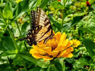 Zinnia 'Canary Bird' Seeds (Certified Organic)