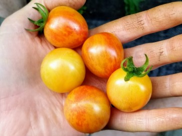 Tomato 'Sunrise Bumblebee' 