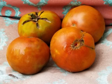 Tomato 'Cherokee Chocolate'