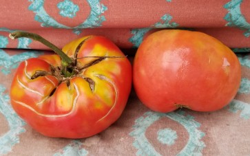 Tomato 'German Queen' 