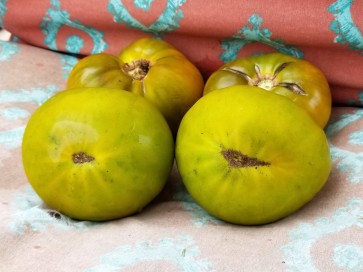 Tomato 'Izumrudnoye Yabloko' AKA 'Emerald Apple' 