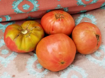 Tomato 'German Giant'