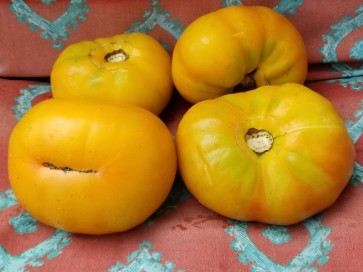 Tomato 'Marzipan Gold' Seeds (Certified Organic)