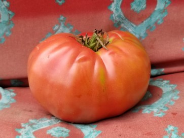 Tomato 'Monk'