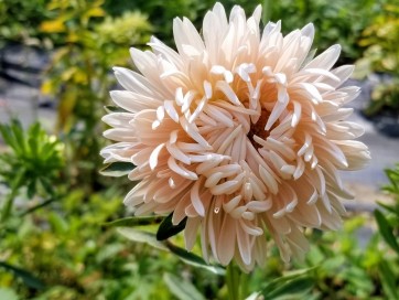 China Aster 'Salmon Janina' Seeds (Certified Organic)