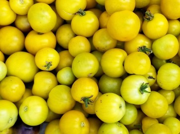 Tomato 'Gobstopper' 