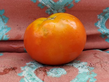 Tomato 'Heinz 1527' Seeds (Certified Organic)