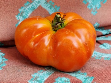 Tomato 'Believe It Or Not' 