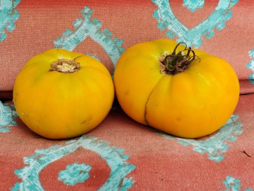 Tomato 'Yellow Jubilee'