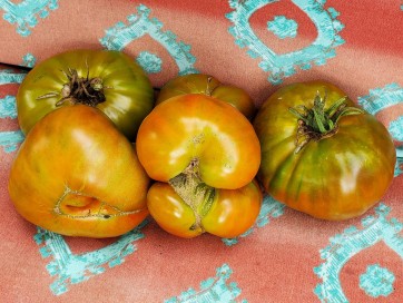 Tomato 'Paul Robeson'
