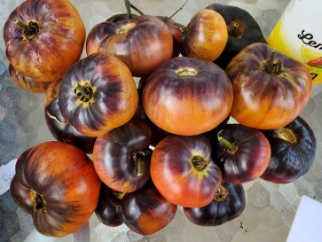 Tomato 'Blue Beauty' 