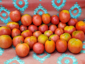 Tomato 'Amerikanskiy Sladkiy' 