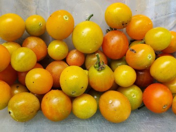 Tomato 'Ambrosia Gold' 