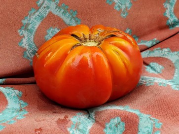 Tomato 'Zogola'