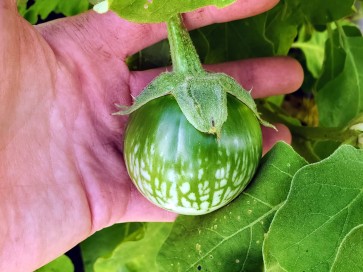 Eggplant ‘Lao Green Stripe’ Seeds (Certified Organic)