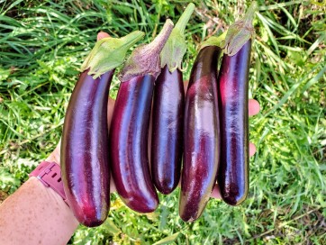 Eggplant ‘Little Finger’ Seeds (Certified Organic)