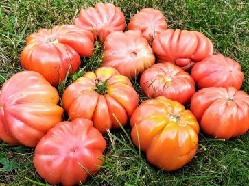 Tomato 'Mushroom Basket' 