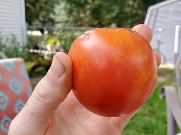 Tomato 'Versalskie' 