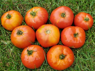 Tomato 'Giant Tomato Tree' Seeds (Certified Organic)
