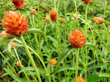 Globe Amaranth ‘Mandarin Orange’ Seeds (Certified Organic)