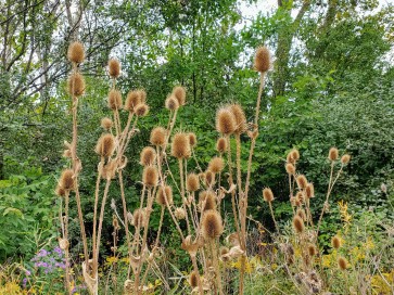 Fuller's Teasel Seeds (Certified Organic)