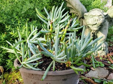 Blue Chalk Sticks Succulent (Live Plant)