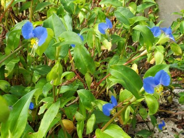 Blue Dayflower AKA Mouse Ears Seeds (Certified Organic)