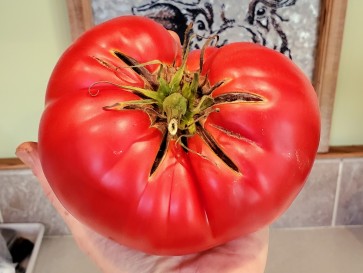 Tomato 'Behemoth King' Seeds (Certified Organic)