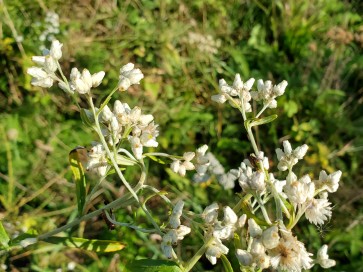 Pearly Everlasting Seeds (Certified Organic)