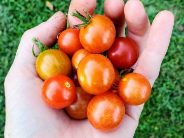 Tomato 'Little Mack Red Cherry' Seeds (Certified Organic)