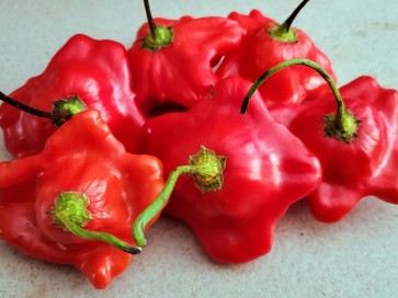 Hot Pepper 'Bishop's Crown'