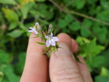 Indian Tobacco AKA Bladderpod Seeds (Certified Organic)