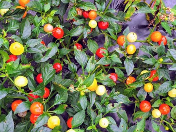 Hot Ornamental Pepper ‘Chinese 5 Color Marble’ Seeds (Certified Organic)
