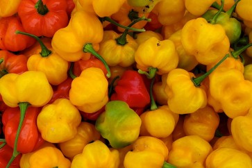 Hot Pepper ‘Yellow Scotch Bonnet’ 