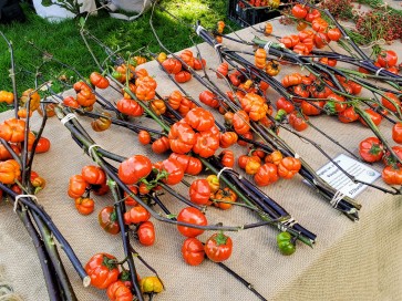 Pumpkin on a Stick Bouquet