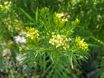 Mexican Marigold AKA Huacatay Peruvian Black Mint Seeds (Certified Organic)