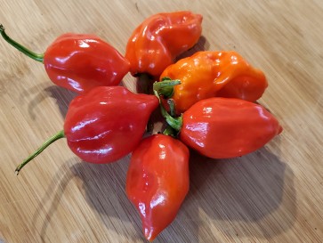 Hot Pepper ‘Red Glove Habanero’